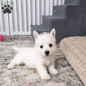 Jalon, West Highland Terrier Puppy